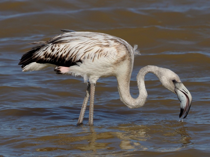 Uccelli alla Salina di Stintino